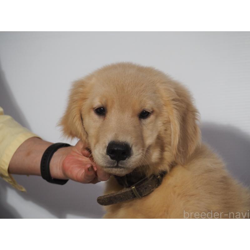 販売中の山梨県のゴールデンレトリーバー-406628の2枚目